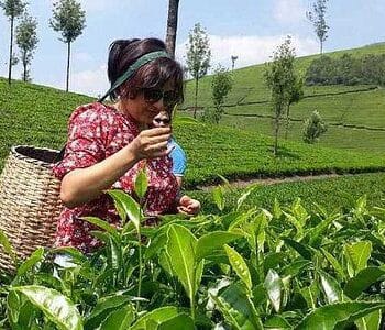 Misty Munnar: 4 Days in Kerala’s Tea Garden Paradise - 3N/4D