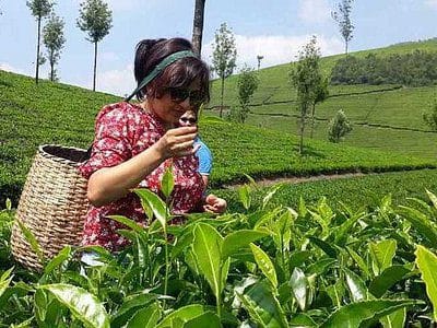 Misty Munnar: 4 Days in Kerala’s Tea Garden Paradise - 3N/4D