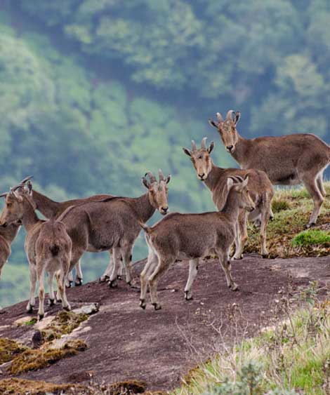 Misty Munnar: 4 Days in Kerala’s Tea Garden Paradise - 3N/4D