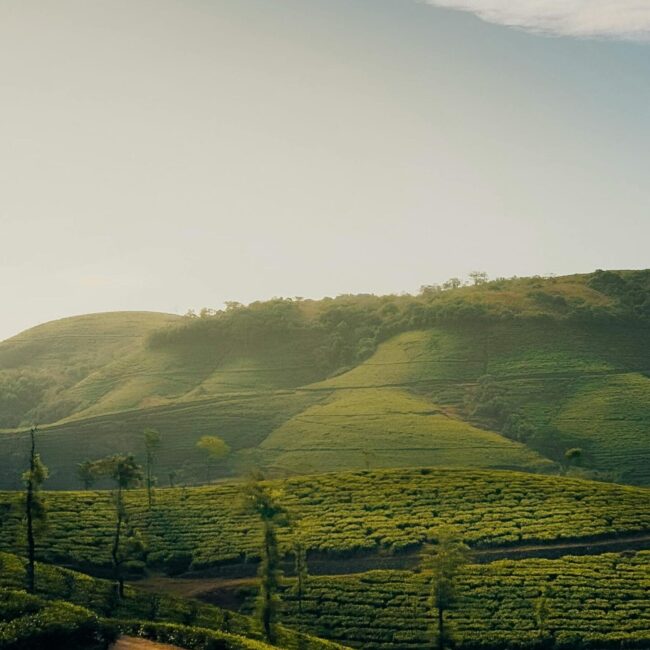 Misty Munnar: 4 Days in Kerala’s Tea Garden Paradise - 3N/4D
