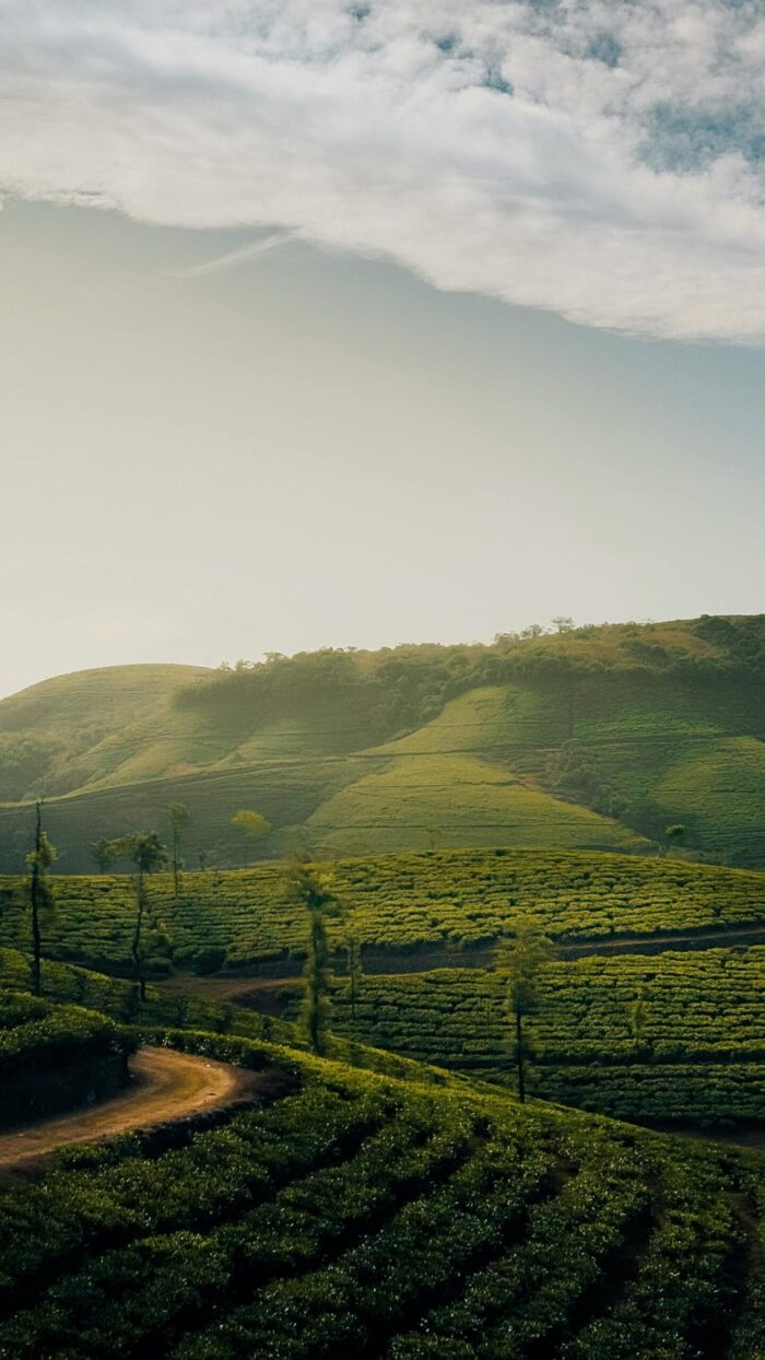 Misty Munnar: 4 Days in Kerala’s Tea Garden Paradise - 3N/4D