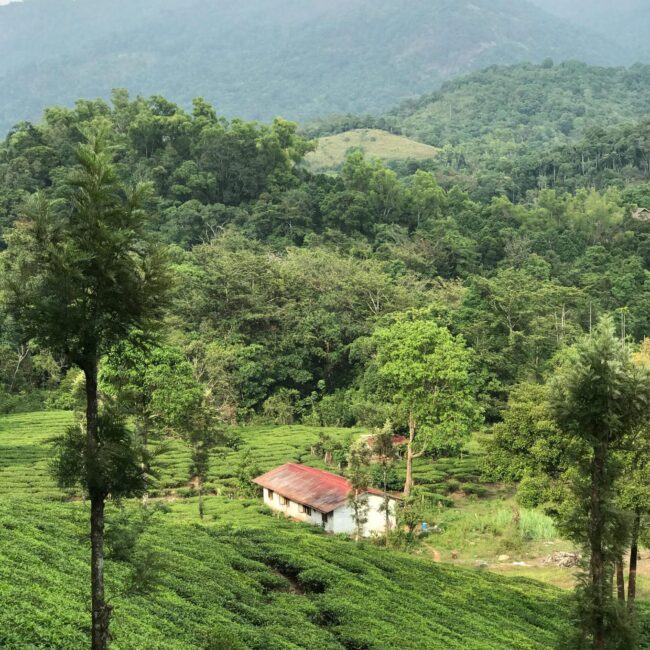 Wayanad Wonders: 4 Days of Hills, Forests & Hidden Trails - 4D/3N