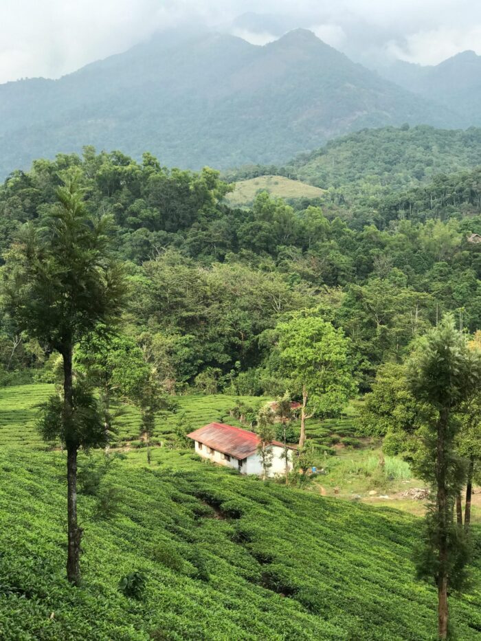 Wayanad Wonders: 4 Days of Hills, Forests & Hidden Trails - 4D/3N