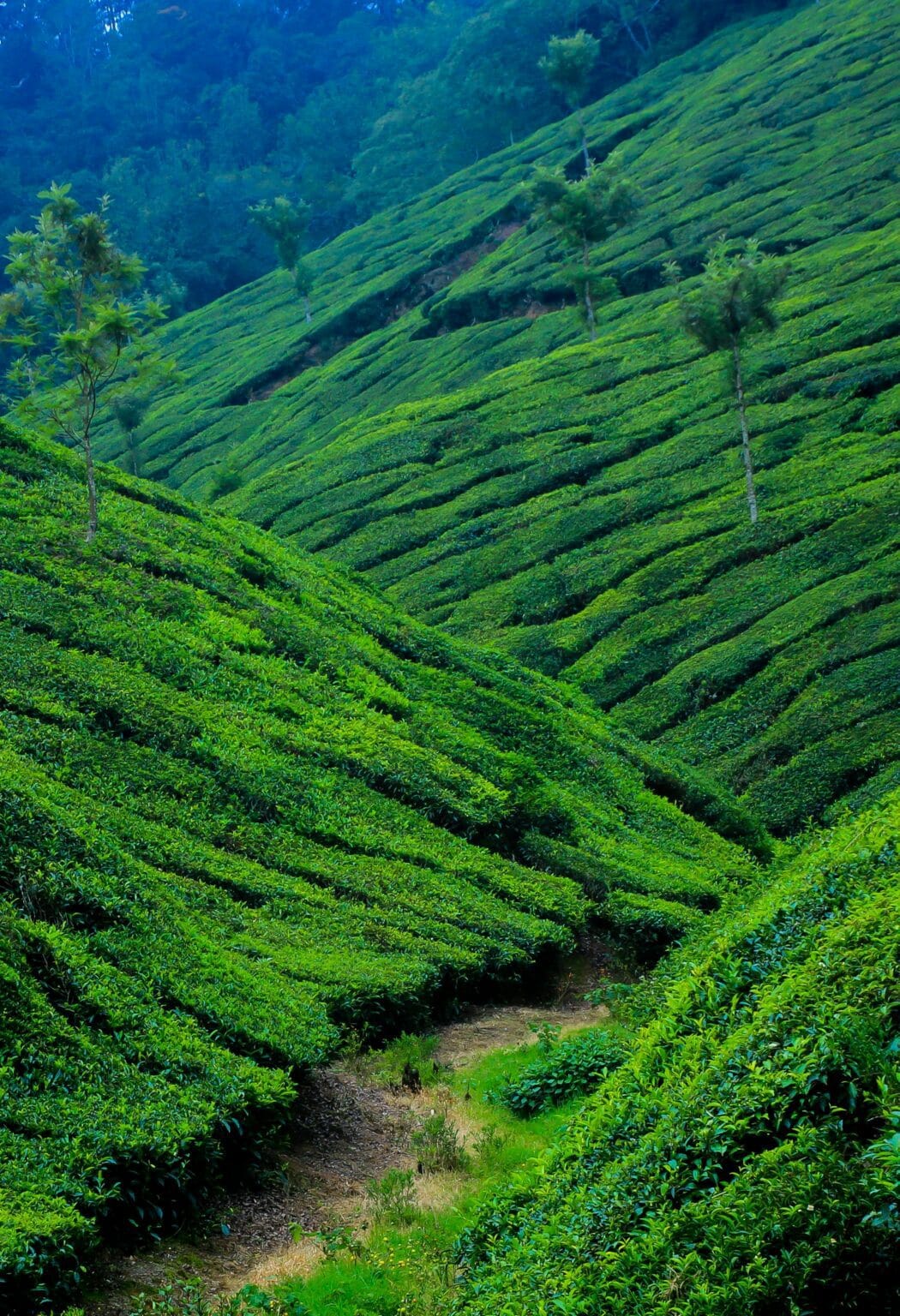 munnar-tea-hills.jpg
