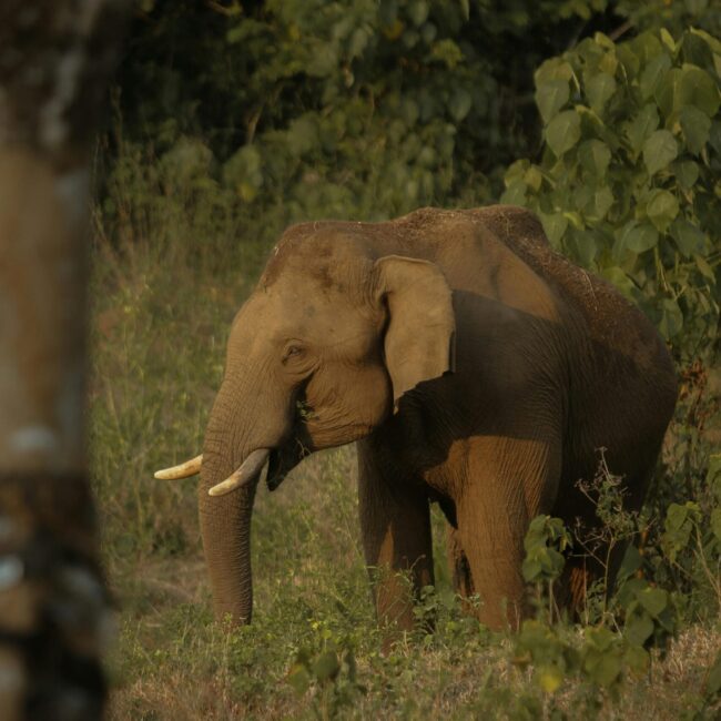 Wayanad Wonders: 4 Days of Hills, Forests & Hidden Trails - 4D/3N