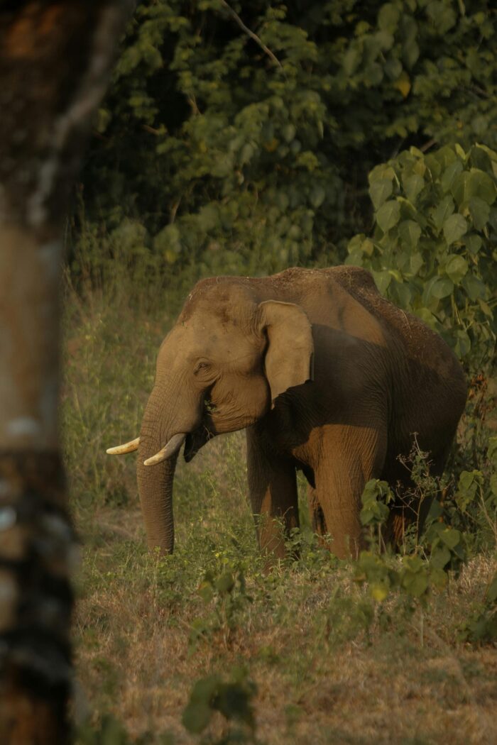 Wayanad Wonders: 4 Days of Hills, Forests & Hidden Trails - 4D/3N