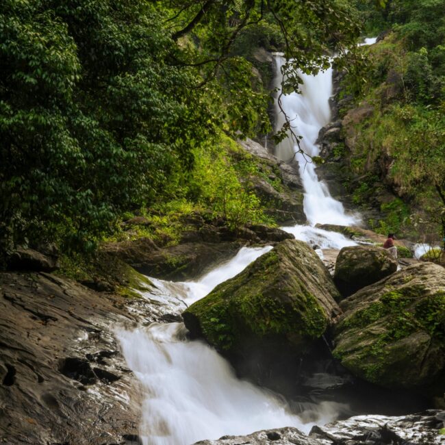 Wayanad Wonders: 4 Days of Hills, Forests & Hidden Trails - 4D/3N