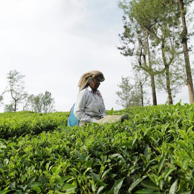 Wayanad Wonders: 4 Days of Hills, Forests & Hidden Trails - 4D/3N