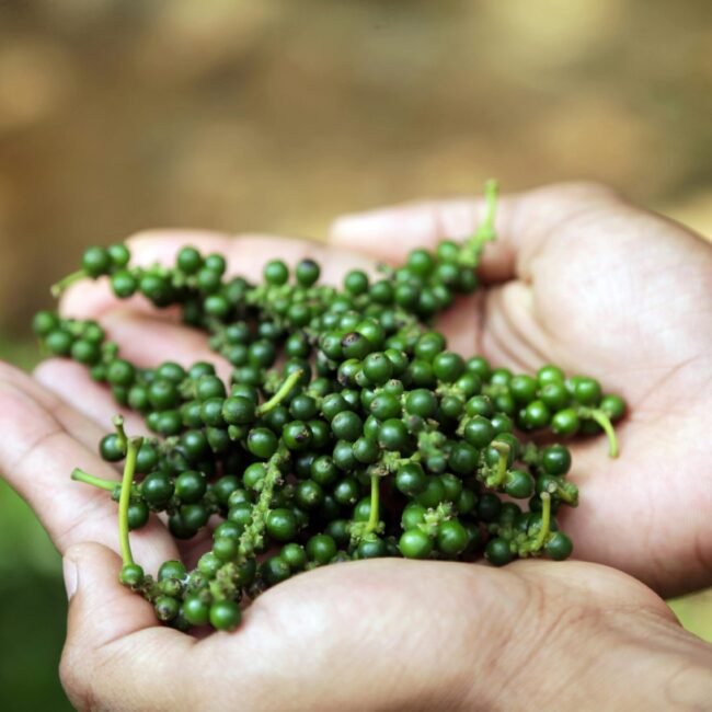 Wayanad Wonders: 4 Days of Hills, Forests & Hidden Trails - 4D/3N