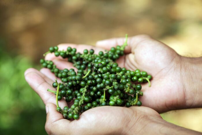 Wayanad Wonders: 4 Days of Hills, Forests & Hidden Trails - 4D/3N