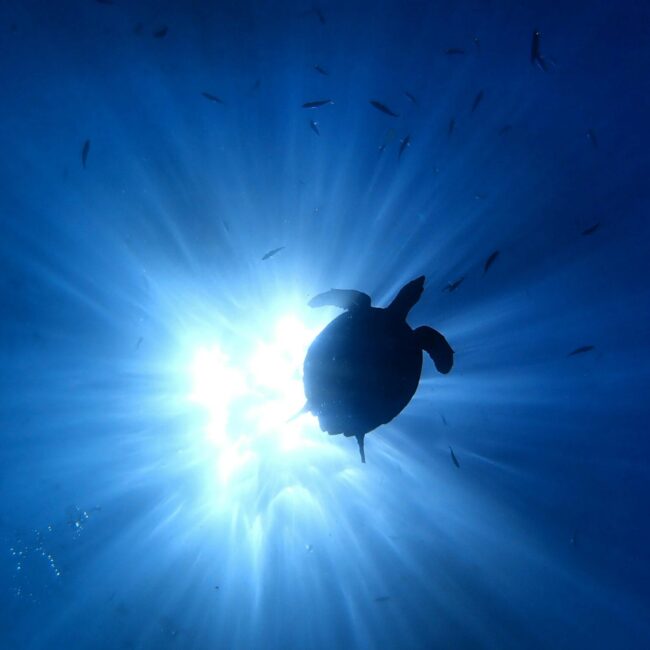 ANDAMAN 4N/5D – A Tropical Island Escape